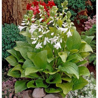 Hosta royal standard