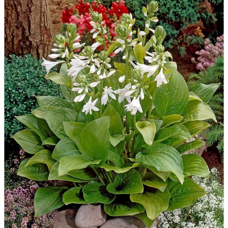Hosta royal standard