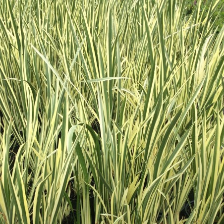 Acorus calamus variegata