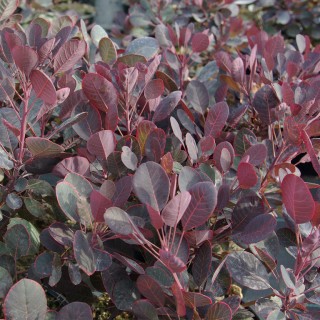 Cotinus lilla