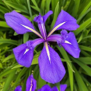 Iris louisiane