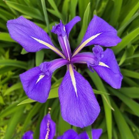 Iris louisiane
