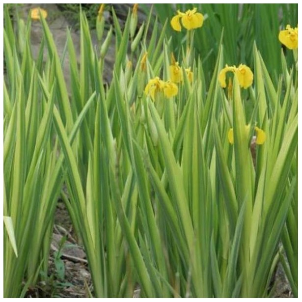 Iris pseudoacorus variegata