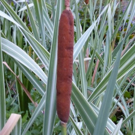 Typha latifolia variegata