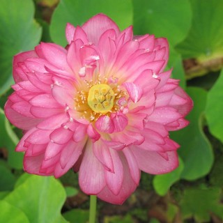 Nelumbo momo botan (nain)