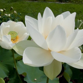 Nelumbo nuciflora alba grandiflora (grand)