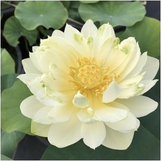 Nelumbo little oriole (nain)