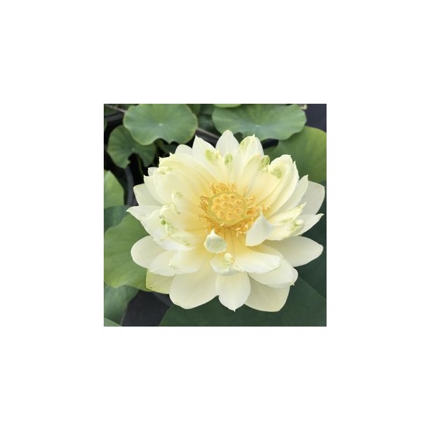 Nelumbo little oriole (nain)