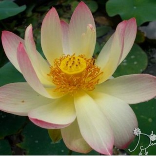Nelumbo pink yellow (moyen)