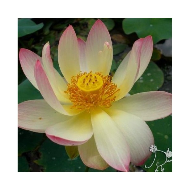 Nelumbo pink yellow (moyen)
