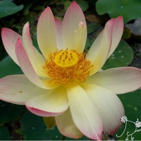 Nelumbo pink yellow (moyen)