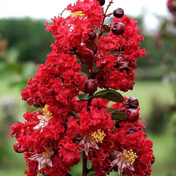 Lagerstroemia indica dynamite
