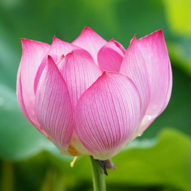 Nelumbo grandiflora pink (grand)