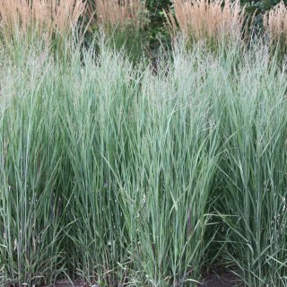 Panicum heavy metal