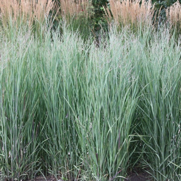 Panicum heavy metal