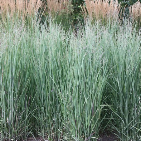 Panicum heavy metal