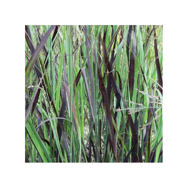 Panicum js blue darkness