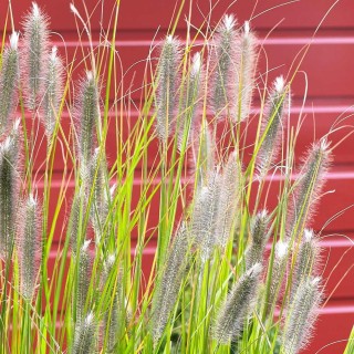 Pennisetum magic
