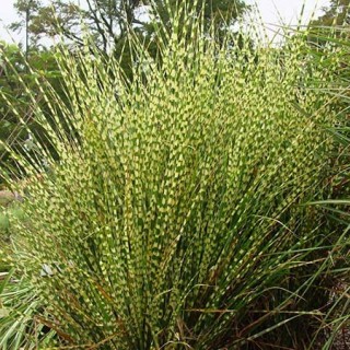 Miscanthus little zebra