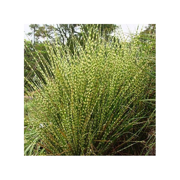 Miscanthus little zebra