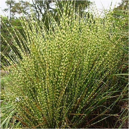 Miscanthus little zebra