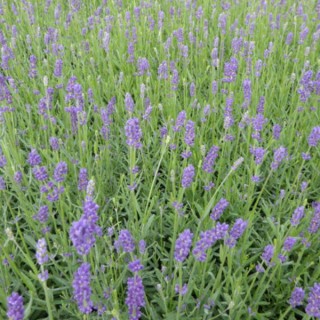 Lavandula angustifolia essence purple