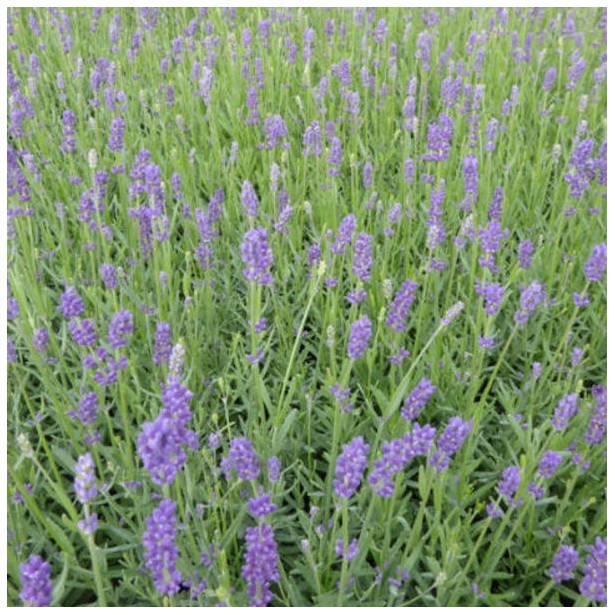 Lavandula angustifolia essence purple