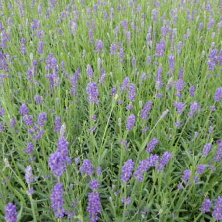 Lavandula angustifolia essence purple