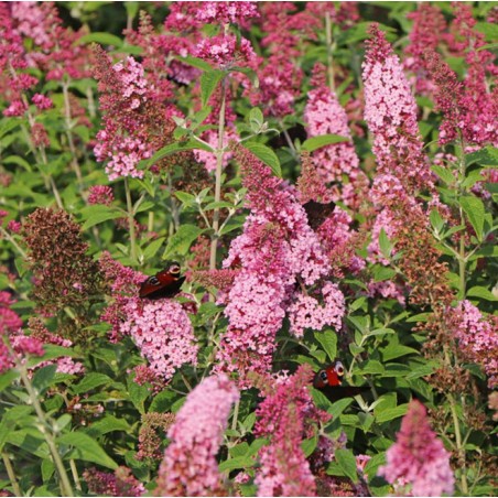 Buddleia pink panther