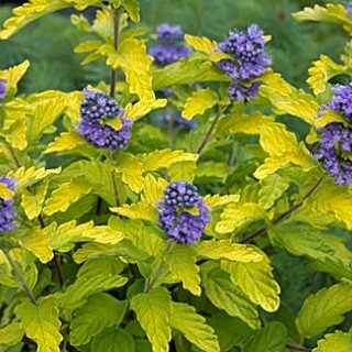 Caryopteris hint of gold