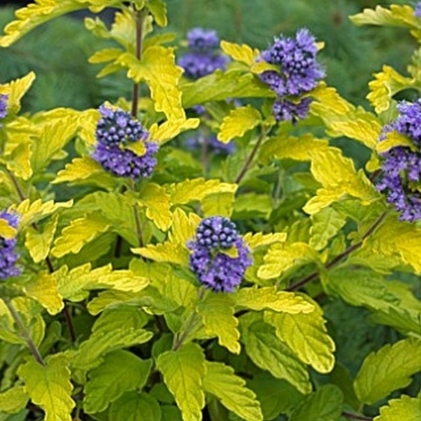 Caryopteris hint of gold