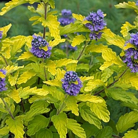 Caryopteris hint of gold