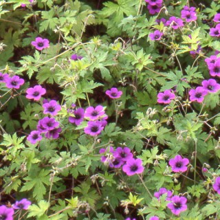 Geranium psilostemon Ann Folkard