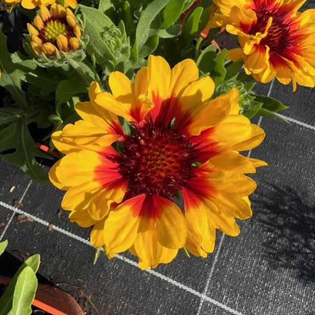 Gaillarde aristata starburst