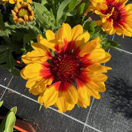 Gaillarde aristata starburst