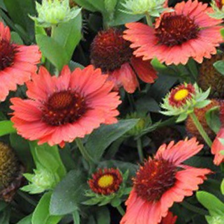 Gaillarde aristata spin top red