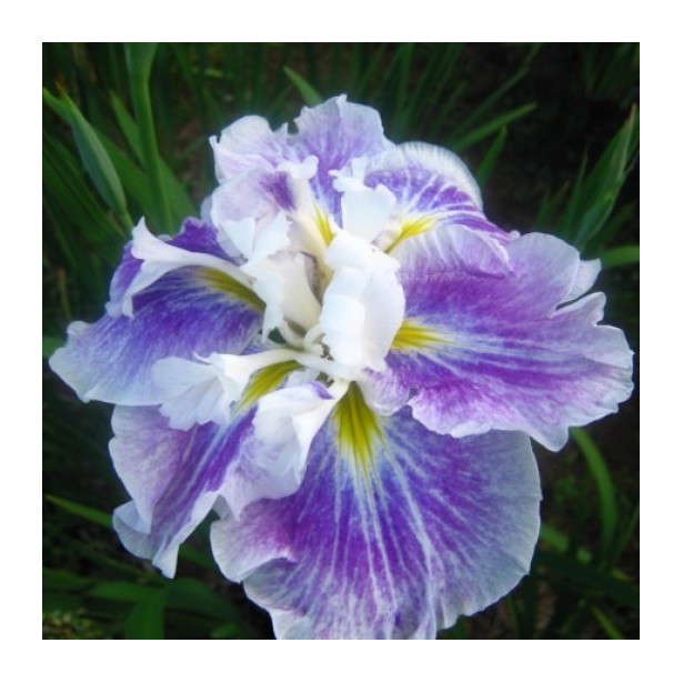 Iris ensata angel mountain