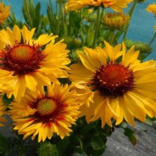 Gaillarde aristata sunsert sunrise