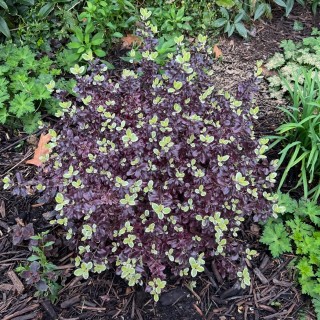 Pittosporum tenui Bannow Bay