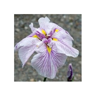 Iris ensata greywoods catrina