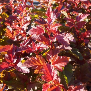 Physocarpus little angel