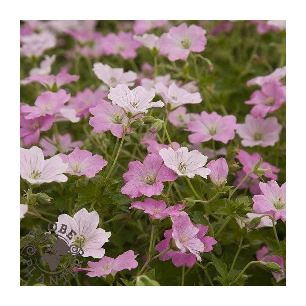 Geranium dreamland