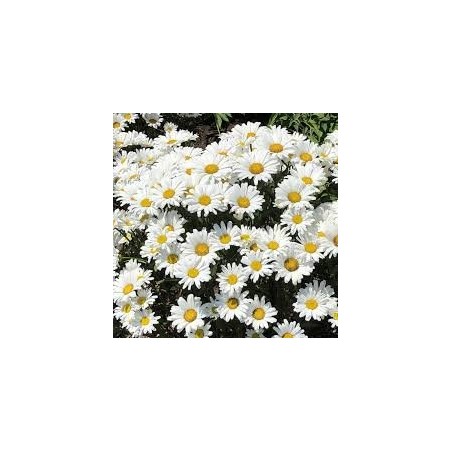 Leucanthemum daisy may