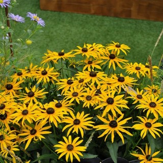 Rudbeckia forever gold