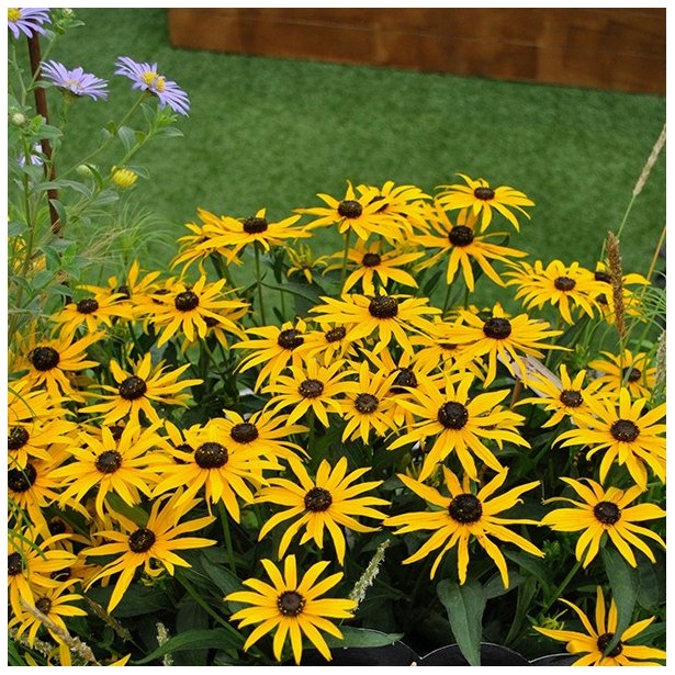 Rudbeckia forever gold