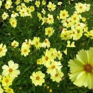 Coreopsis full moon