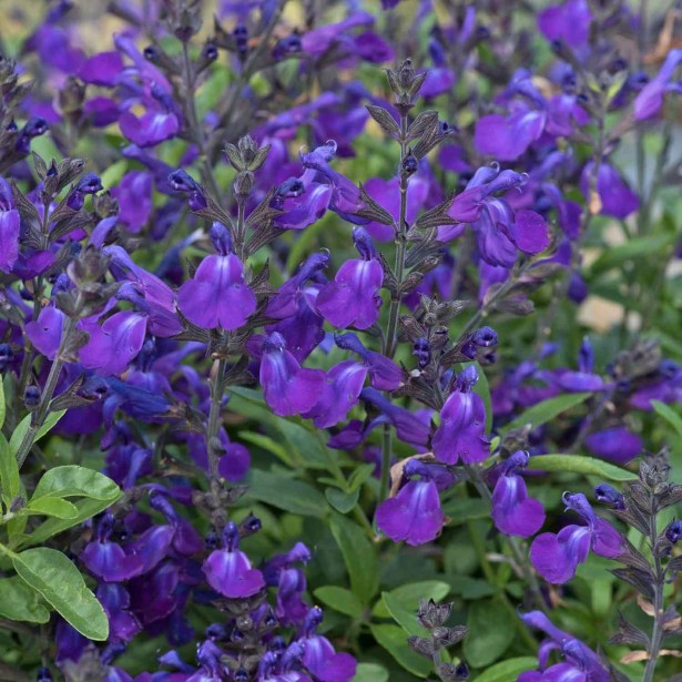 Salvia mirage bleu