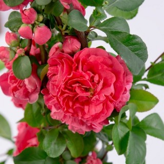 Chaenomeles pink storm