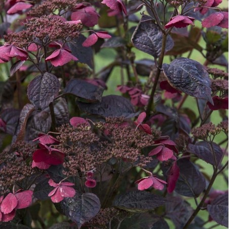 Hydrangea serrata dare devil