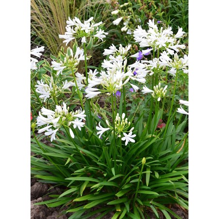 Agapanthus pitchoune white